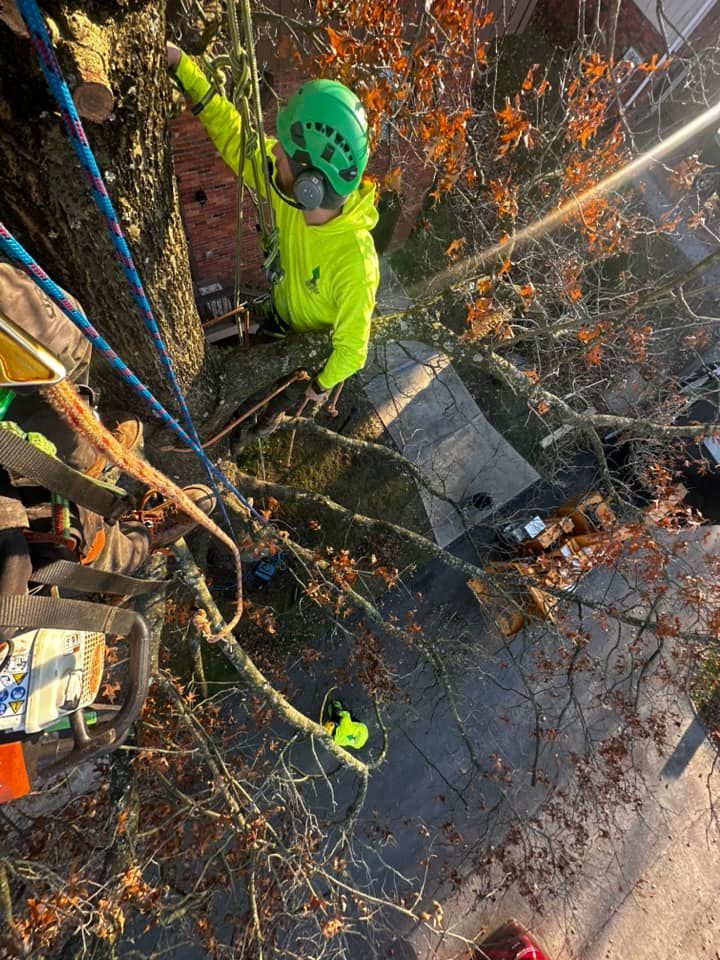 Tree Removal Near Me Pittsburgh