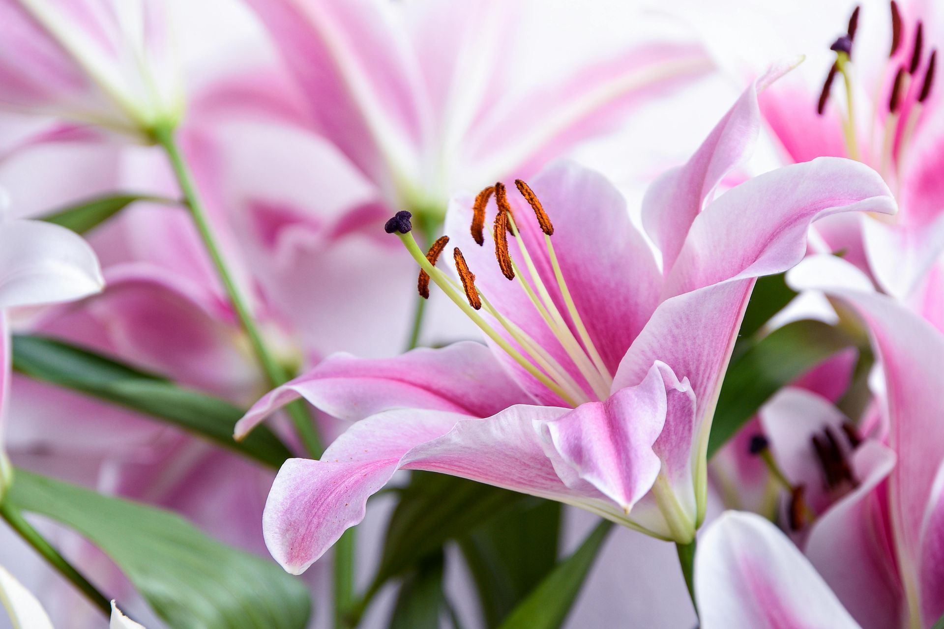Pink lilies in bloom with green stems and blurred blossoms in the background