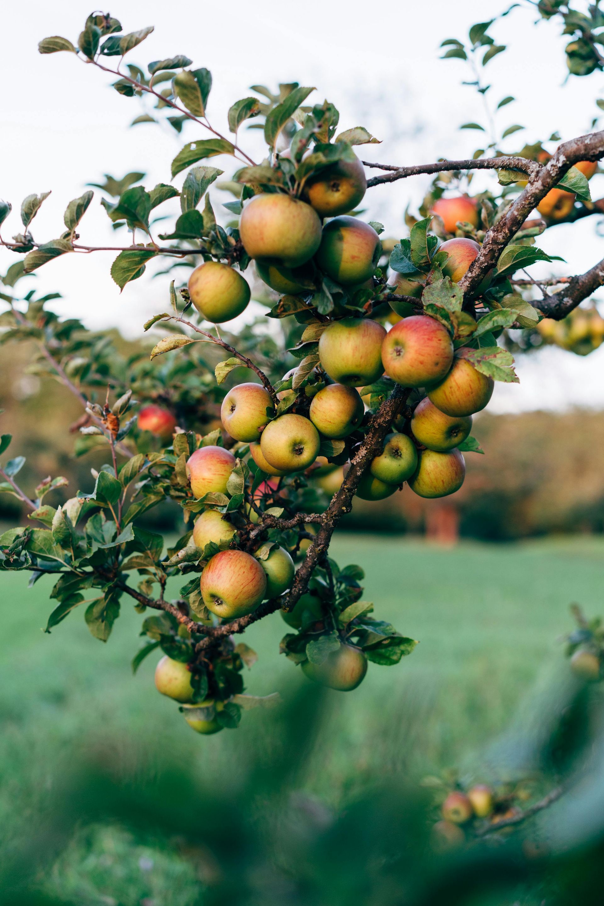 A bunch of apples hanging from a tree branch.
