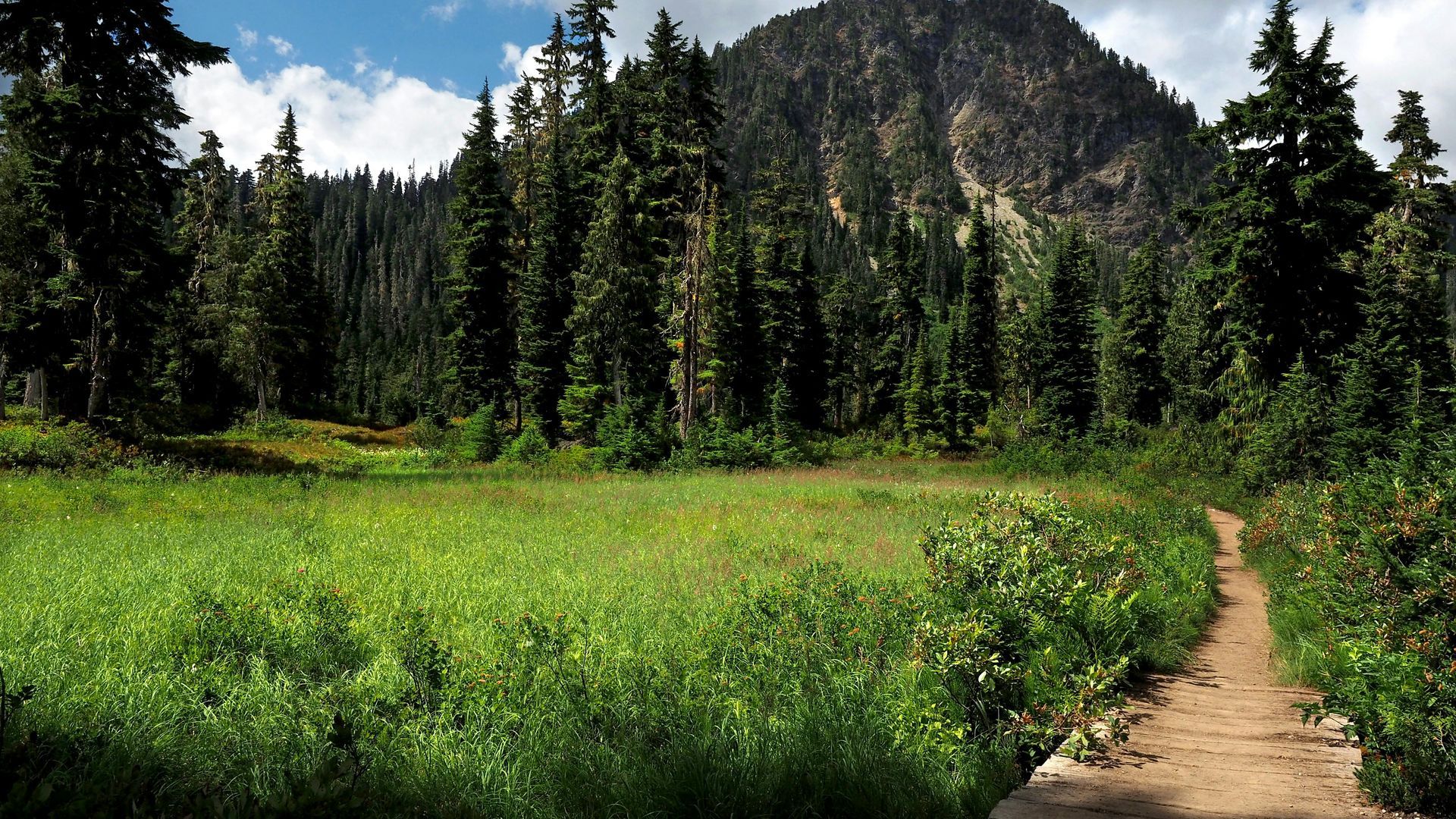 Green meadow, path leading to evergreen forest, mountain in the background under a blue sky.