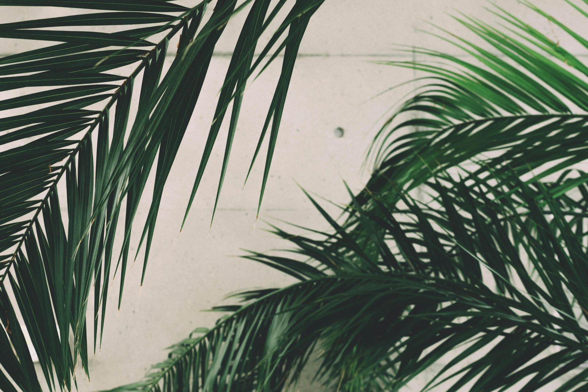 A close up of palm leaves on a white background