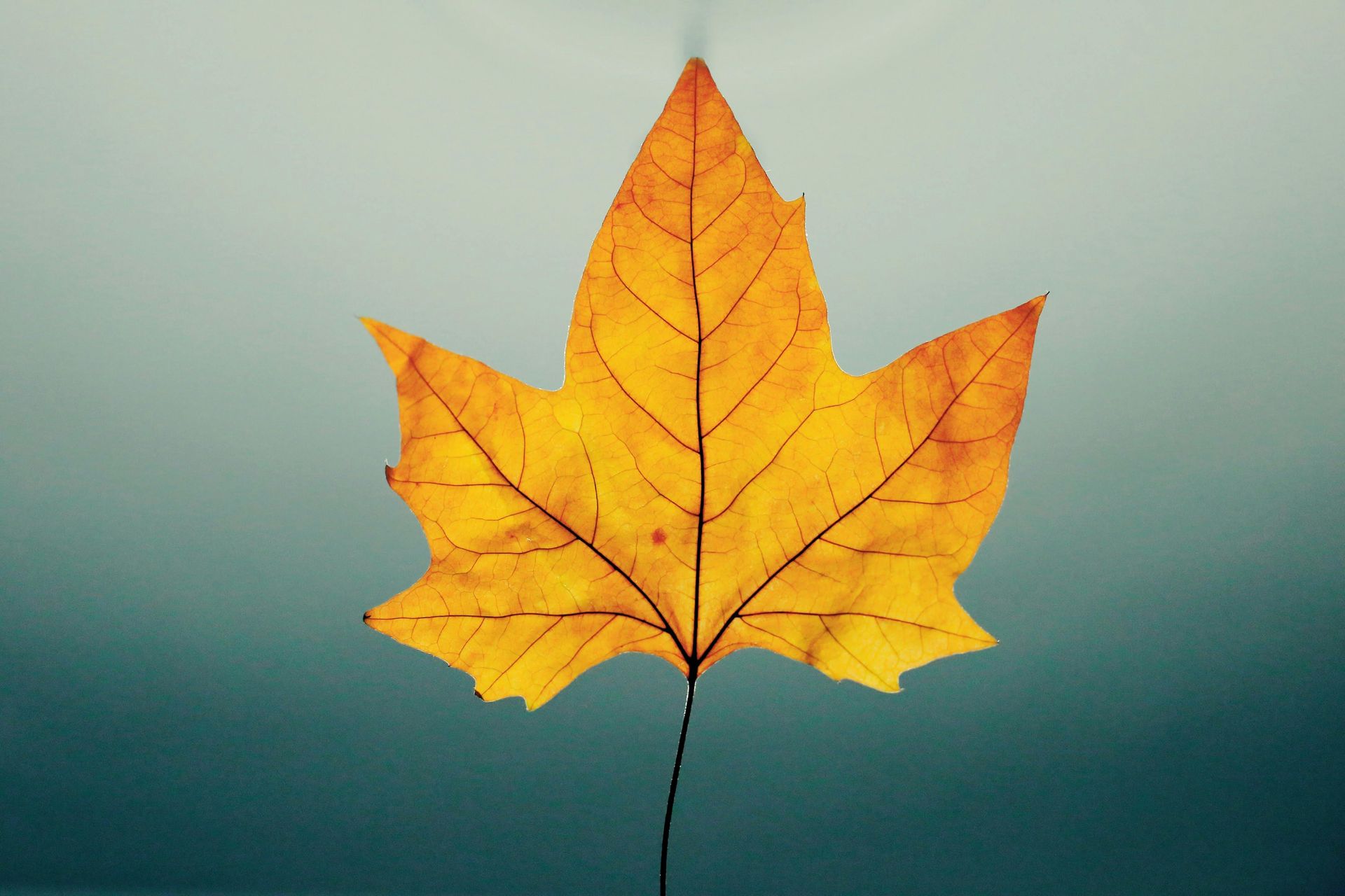 Yellow maple leaf floating on water.