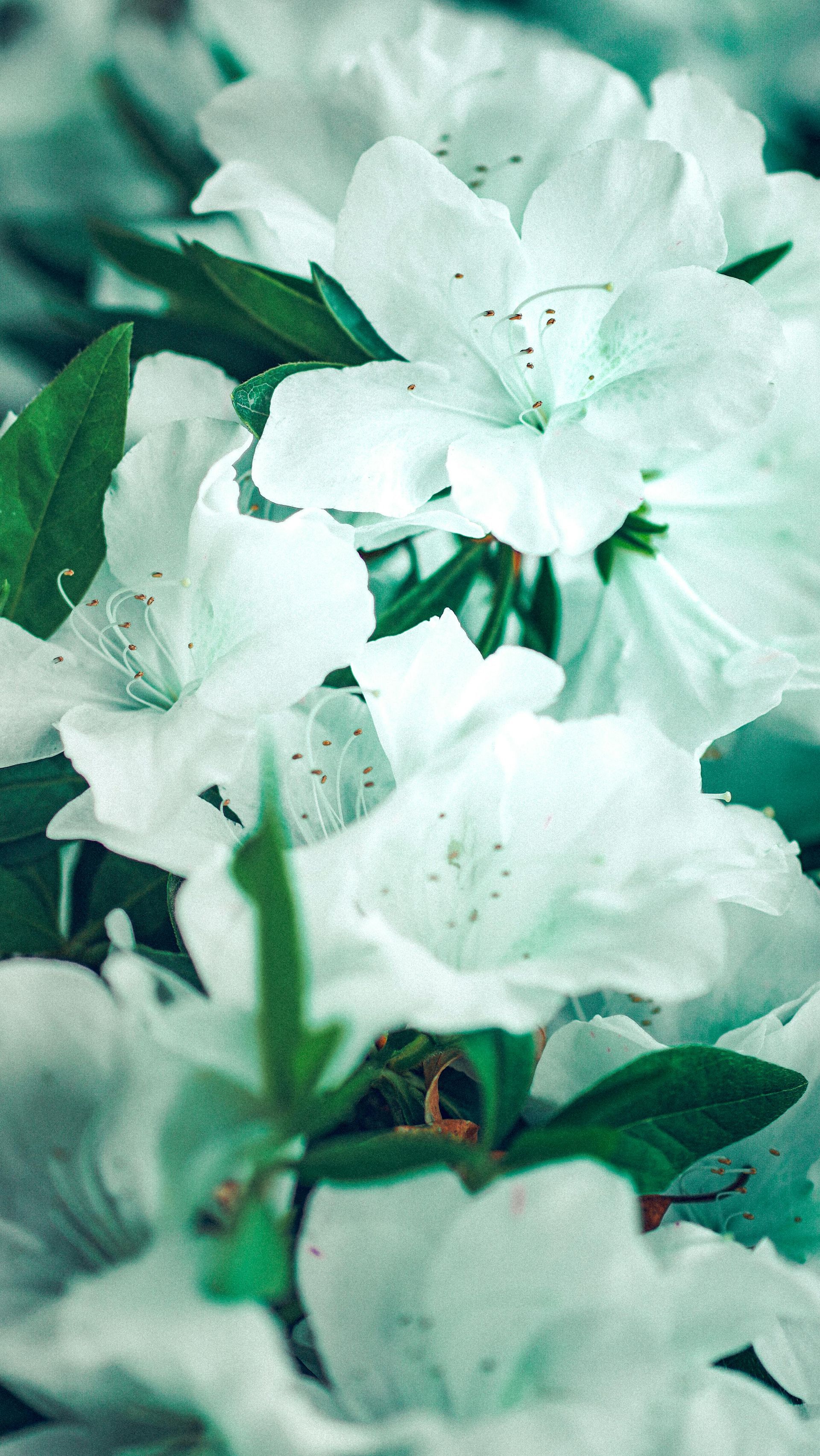 Close-up of white blossoms with green leaves in soft focus