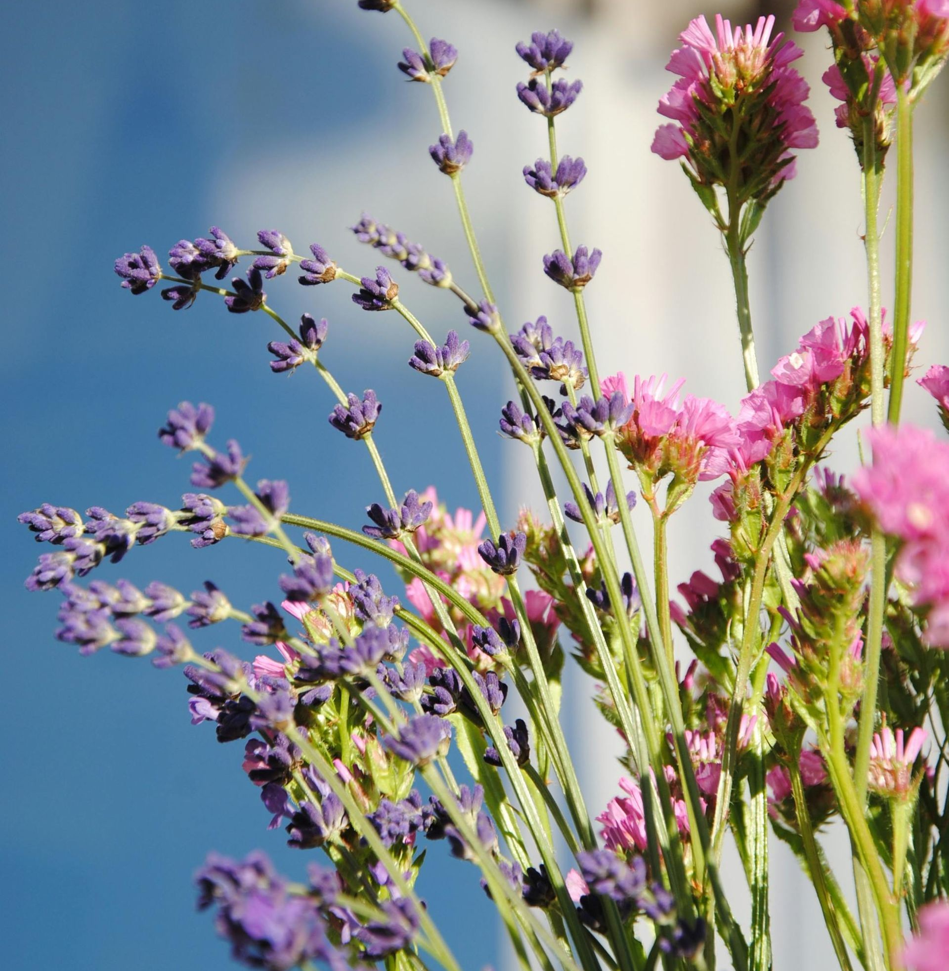 Purple and pink wildflowers against a soft blue sky