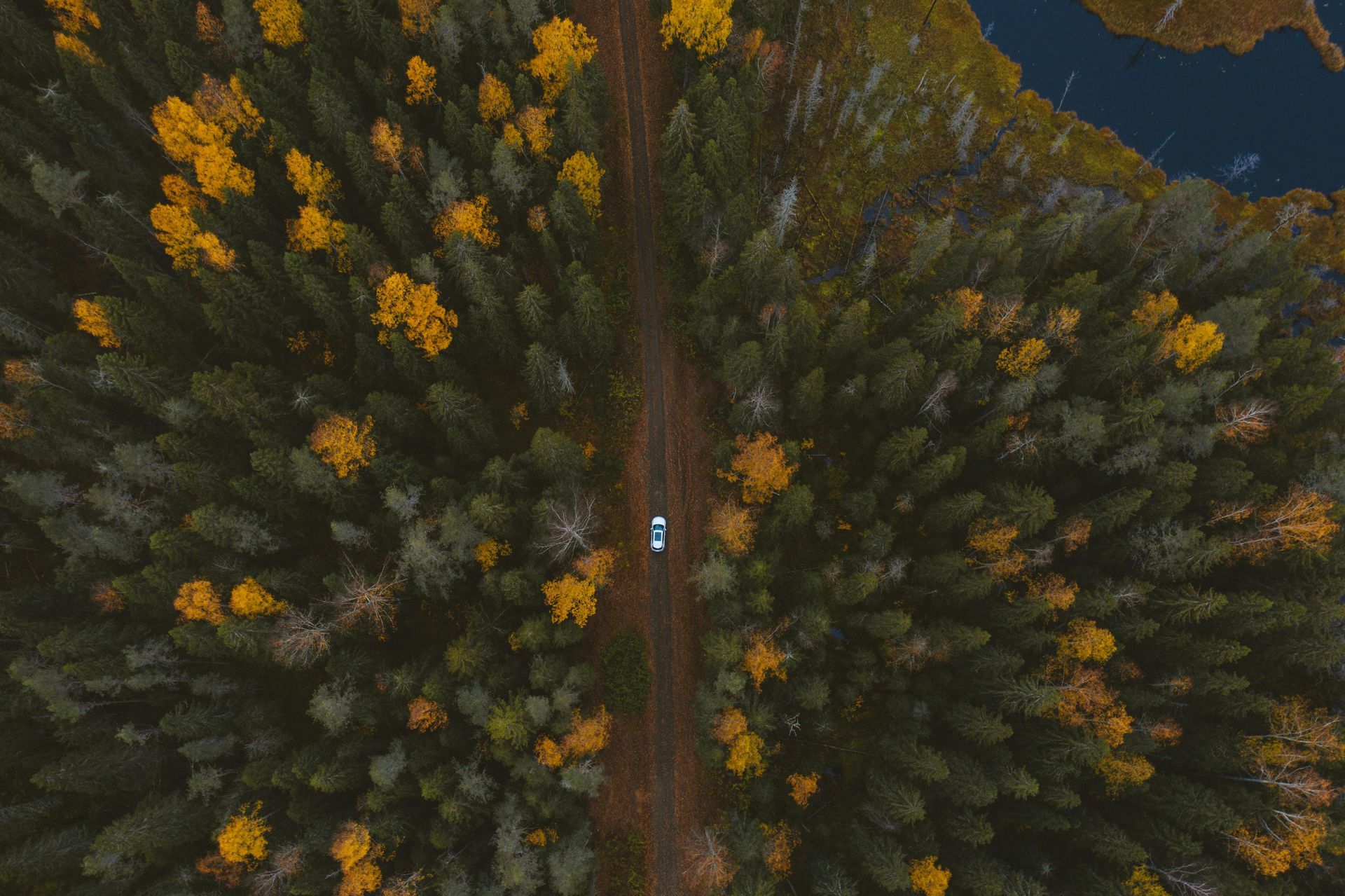 Aerial view: A white car travels down a dirt road through a dense forest, some trees with yellow foliage.