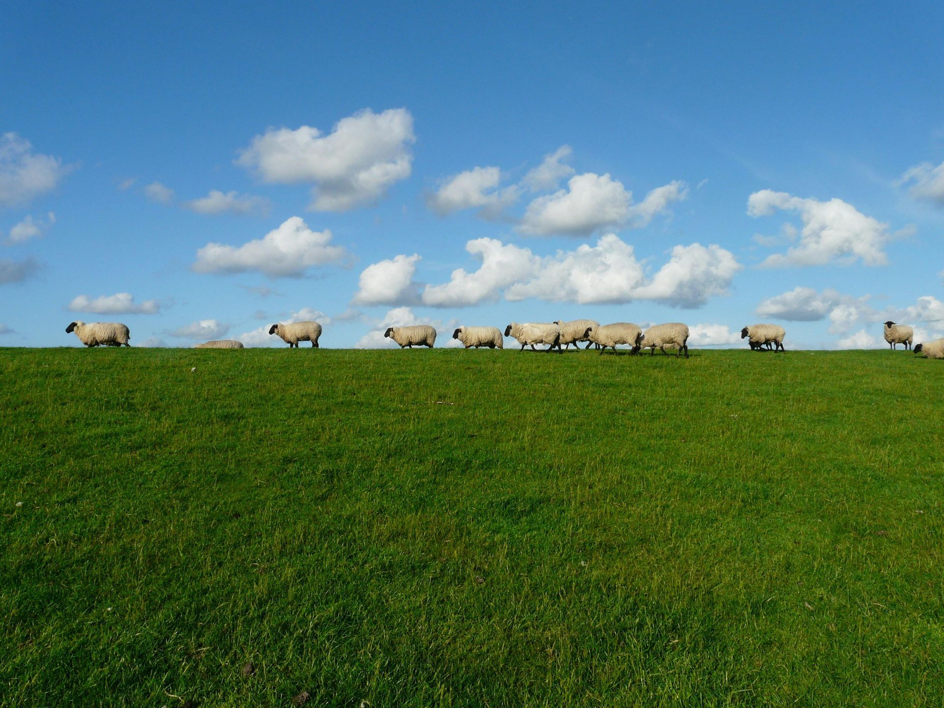 Sheep grazing on a grassy hill under a bright blue sky with fluffy white clouds.