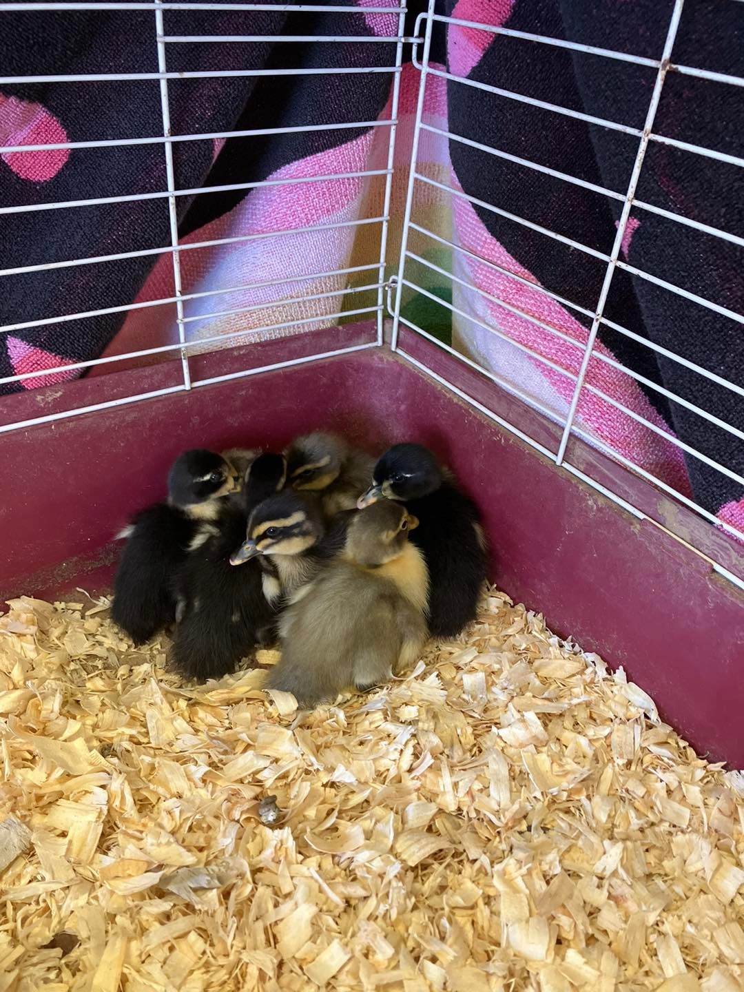 A group of ducklings huddled together in a cage with wood shavings on the floor.