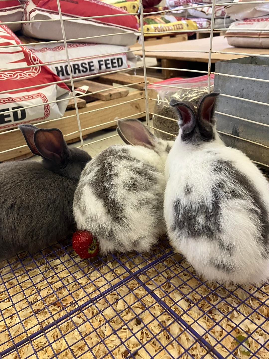 Three rabbits in a pen, one grey, one spotted, and one white with grey markings. There is a strawberry on the ground.