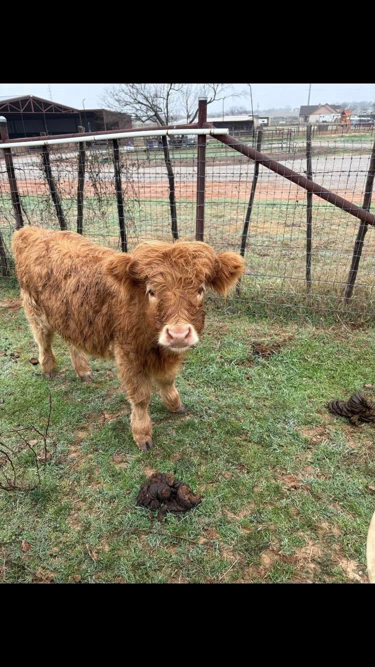 Brown, fluffy calf standing in a grassy pen, looking at the camera.