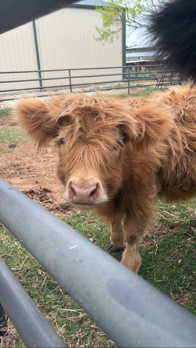 Brown Highland cow standing near a metal fence, looking at the camera.