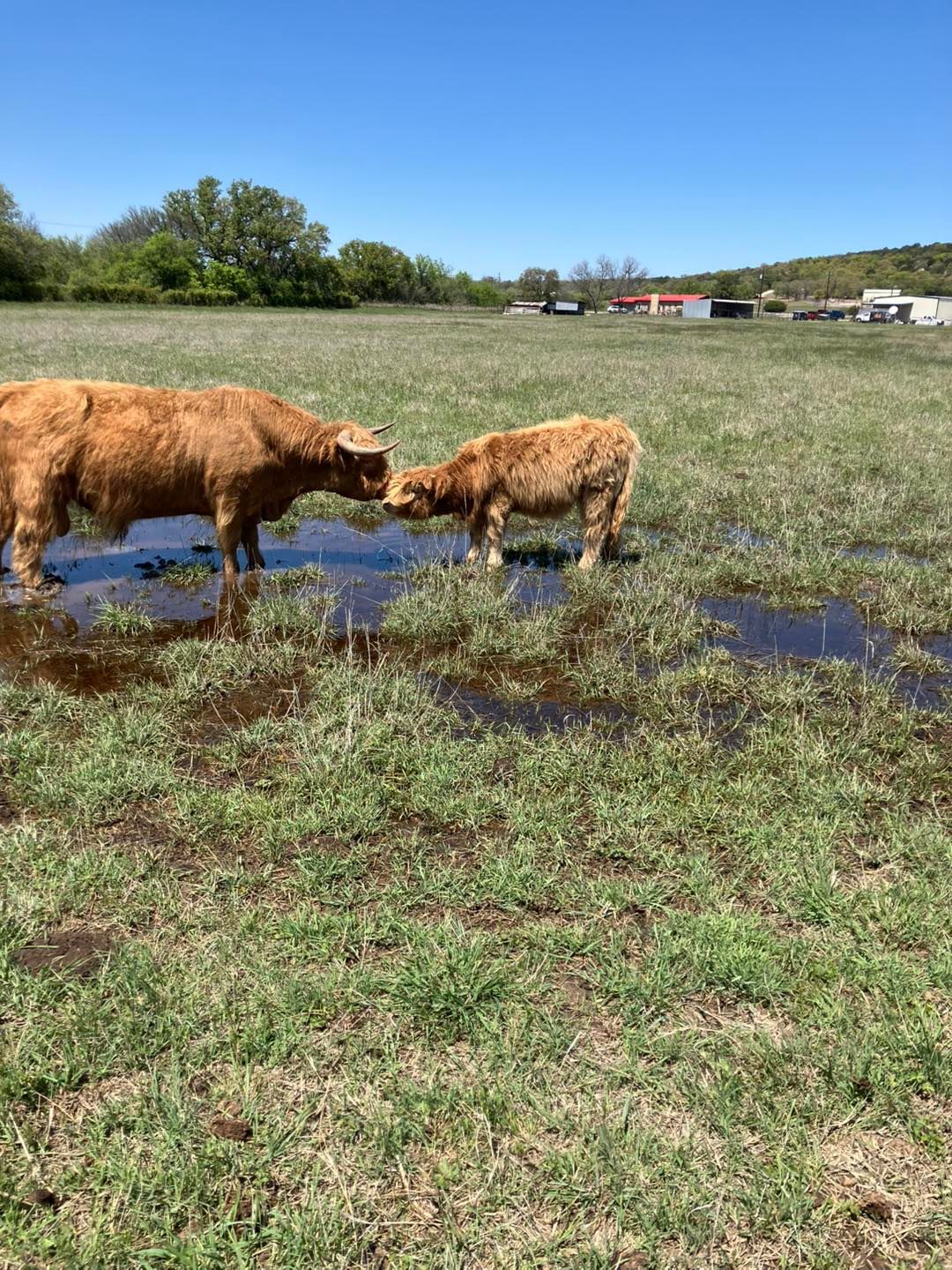 Two shaggy brown cows touch noses in a grassy field with puddles, under a blue sky.