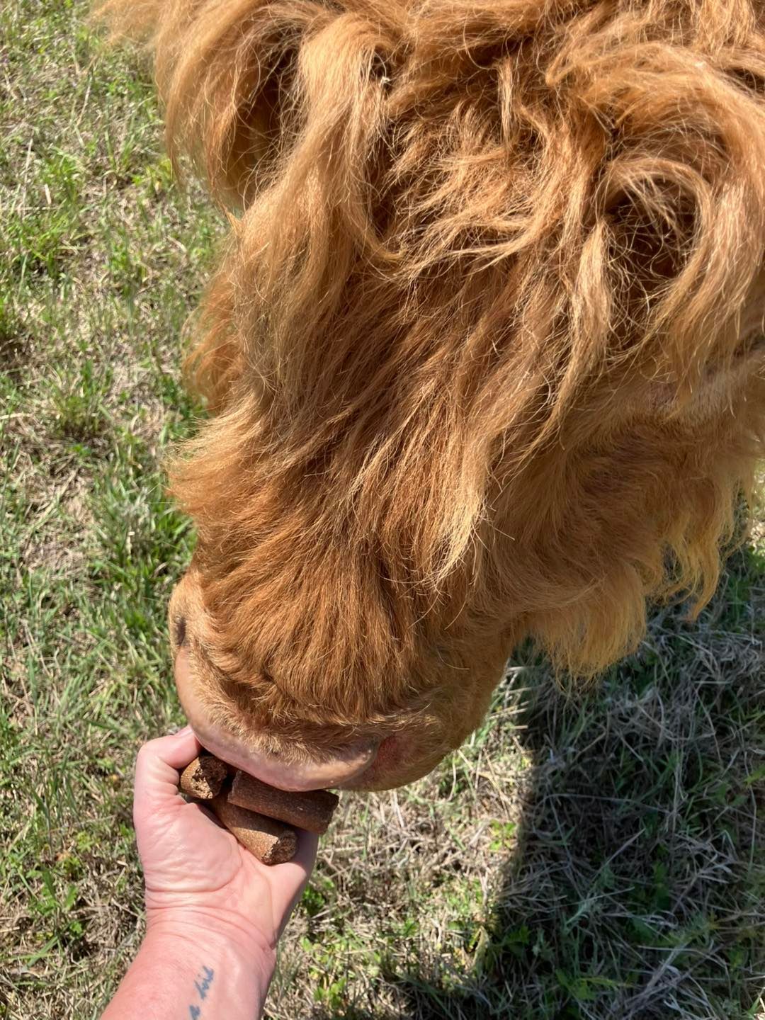 Hand feeding a fluffy brown Highland cow.
