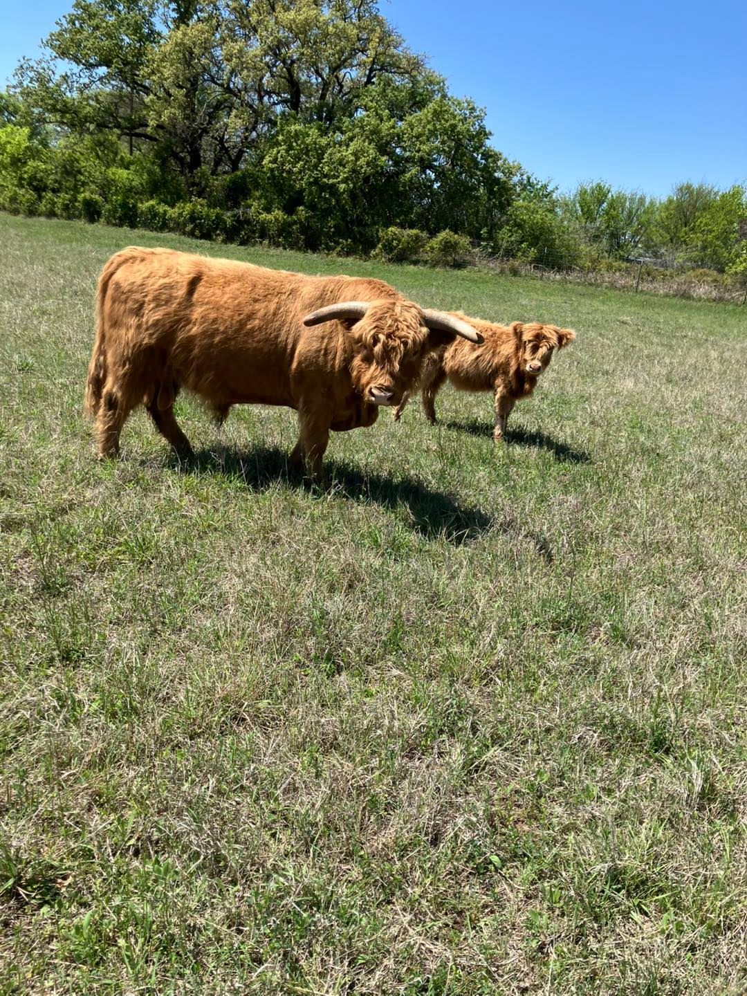 Brown Highland cow and calf grazing in a grassy field on a sunny day.
