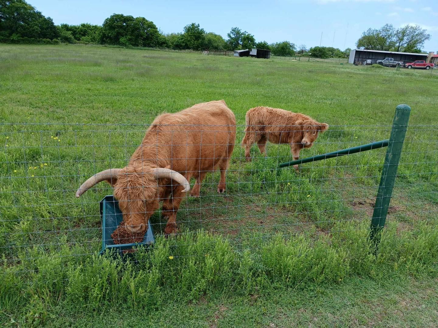 Two reddish-brown Highland cattle graze in a green pasture, near a fence, under a blue sky.