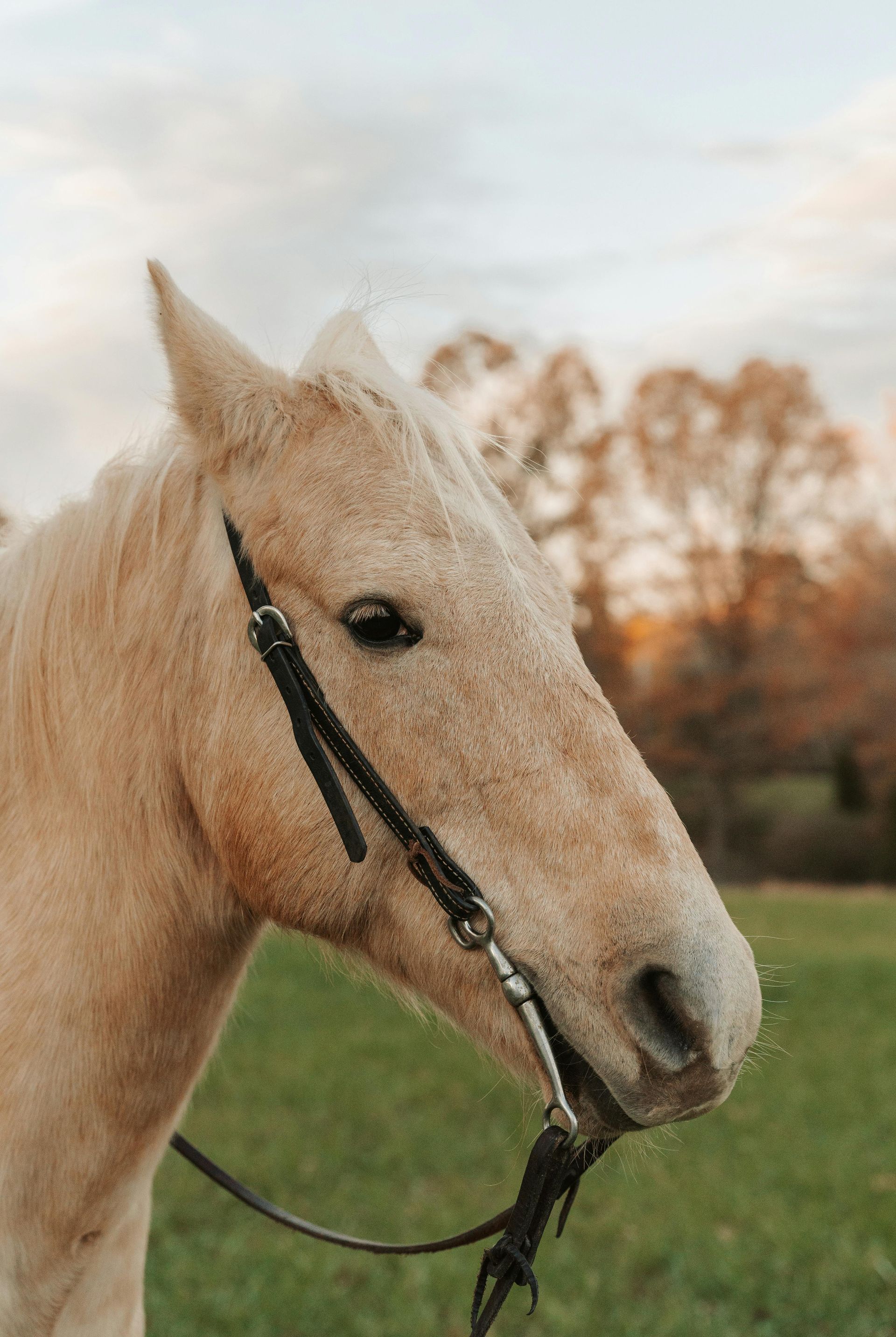 Palomino horse wearing a bridle, gazing towards the right, green grass background, soft sunlight.