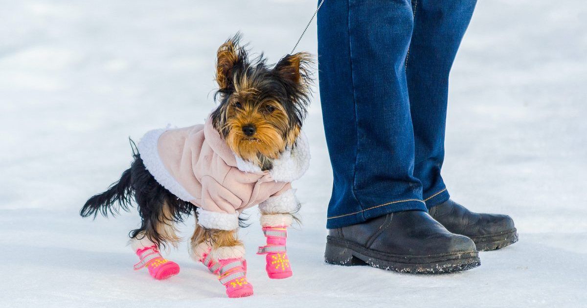 A small dog wearing a pink sweater and pink socks is standing next to a person in the snow.