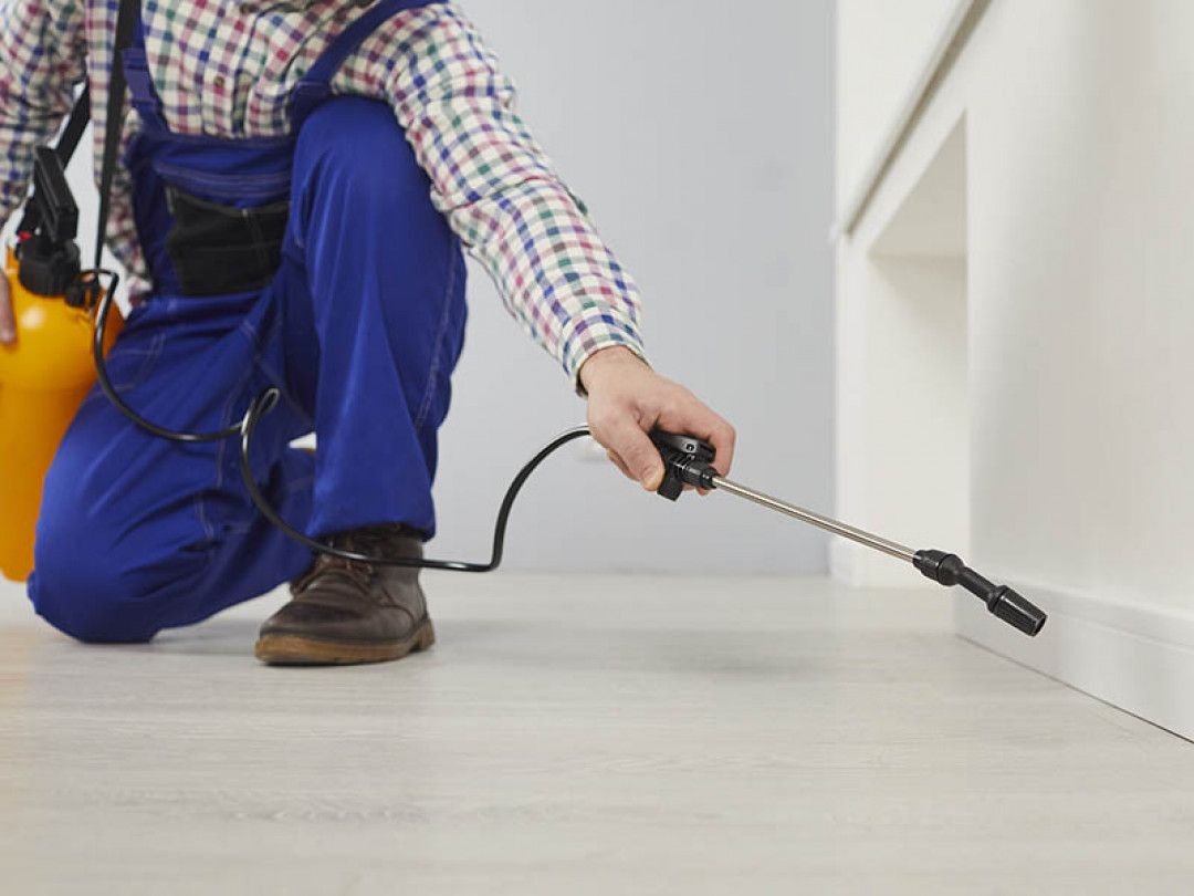 Ant, Roach, Rodent & Termite Control Cape Coral, FL Pest Terminators