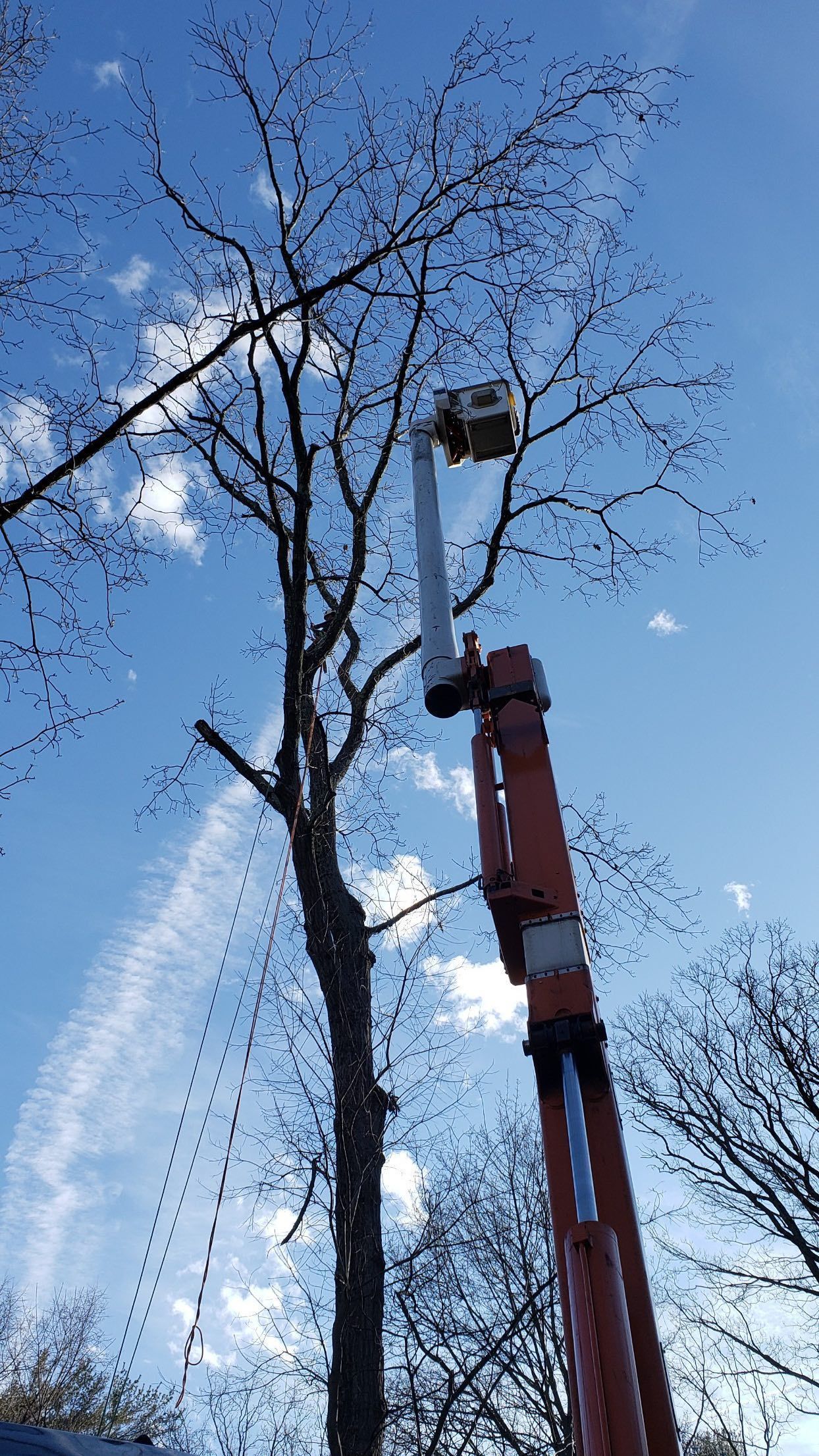 Worker in a red bucket lift trimming tree branches against a blue sky