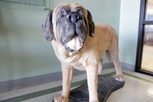 A statue of a dog standing on top of a rock in a hallway.