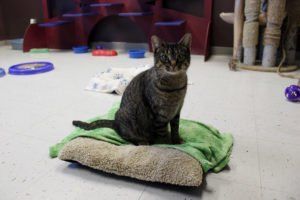 A cat is sitting on a pillow in a room.