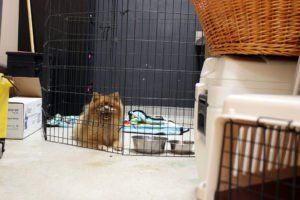 A small dog is sitting in a cage next to a bowl.