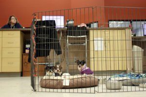 Two dogs are sitting in a cage in an office