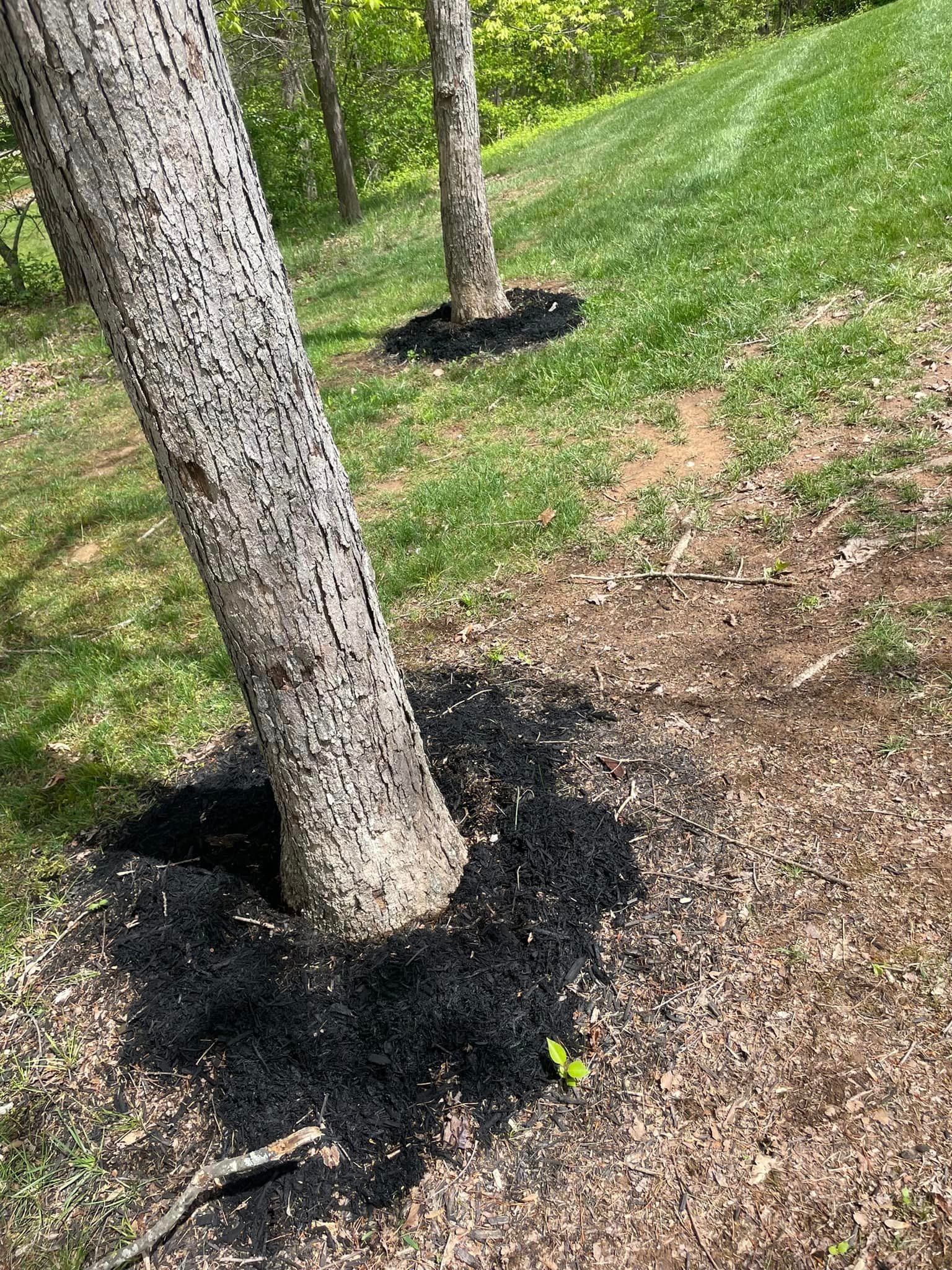 A Tree Trunk Is Surrounded by Black Mulch in a Park | Putnam County, WV | Jones Empire Tree Service