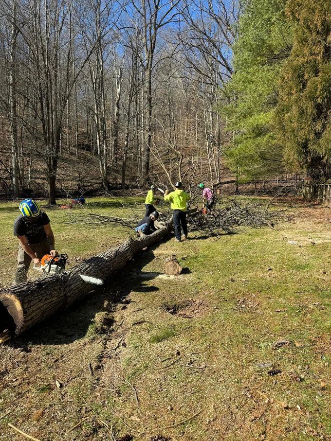 A Group of People Are Cutting Down a Tree in a Field | Putnam County, WV | Jones Empire Tree Service