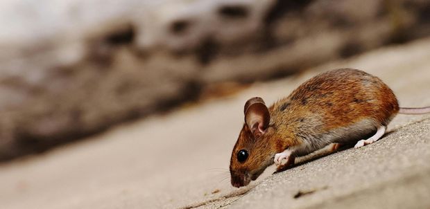 A close up of a mouse walking on the ground.