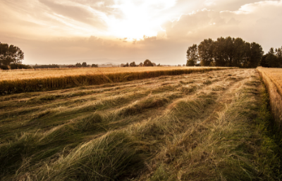 Golden sunset over a grassy field with wind-swept tracks and trees on the horizon