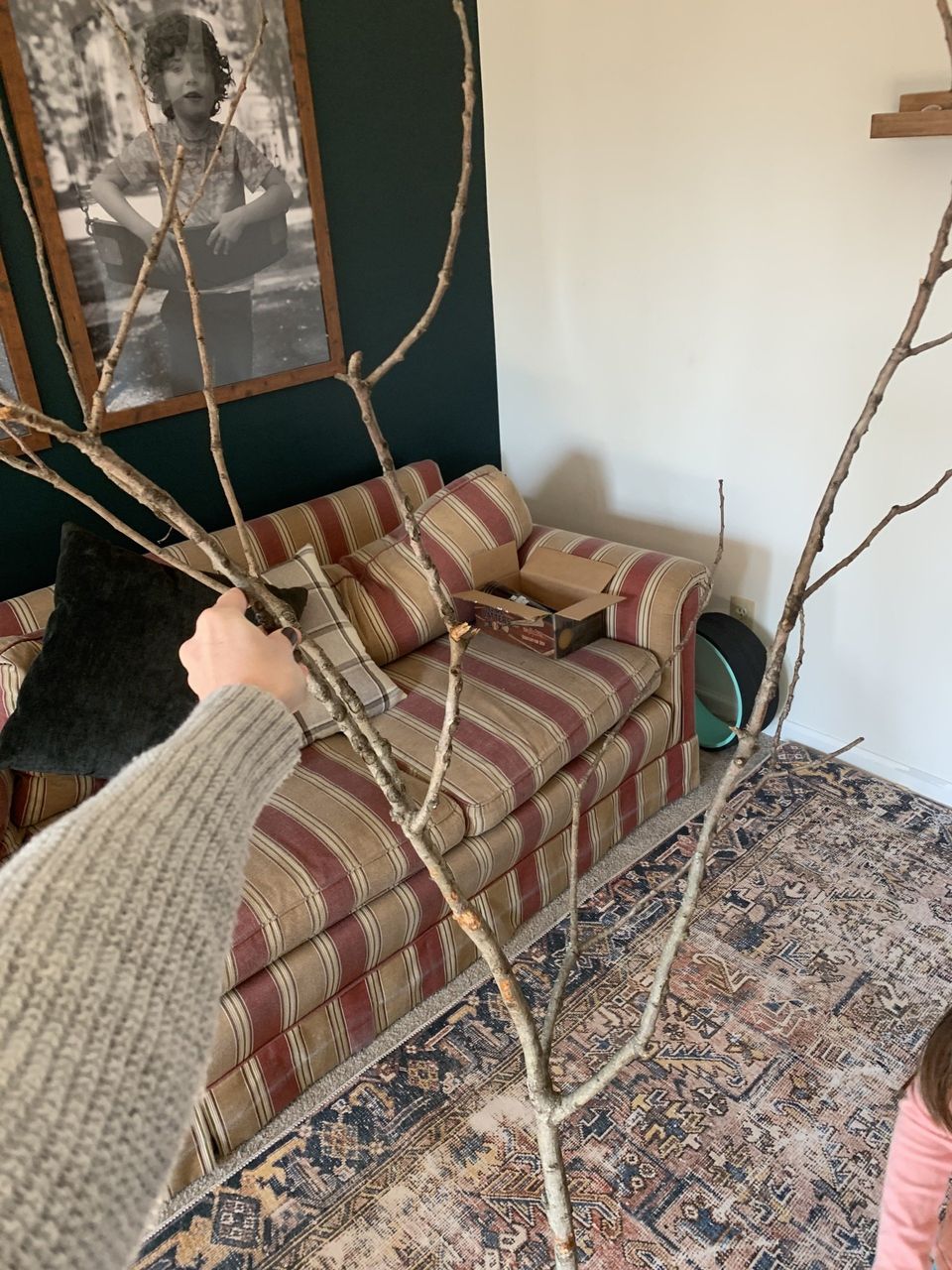 branch for trunk of olive tree