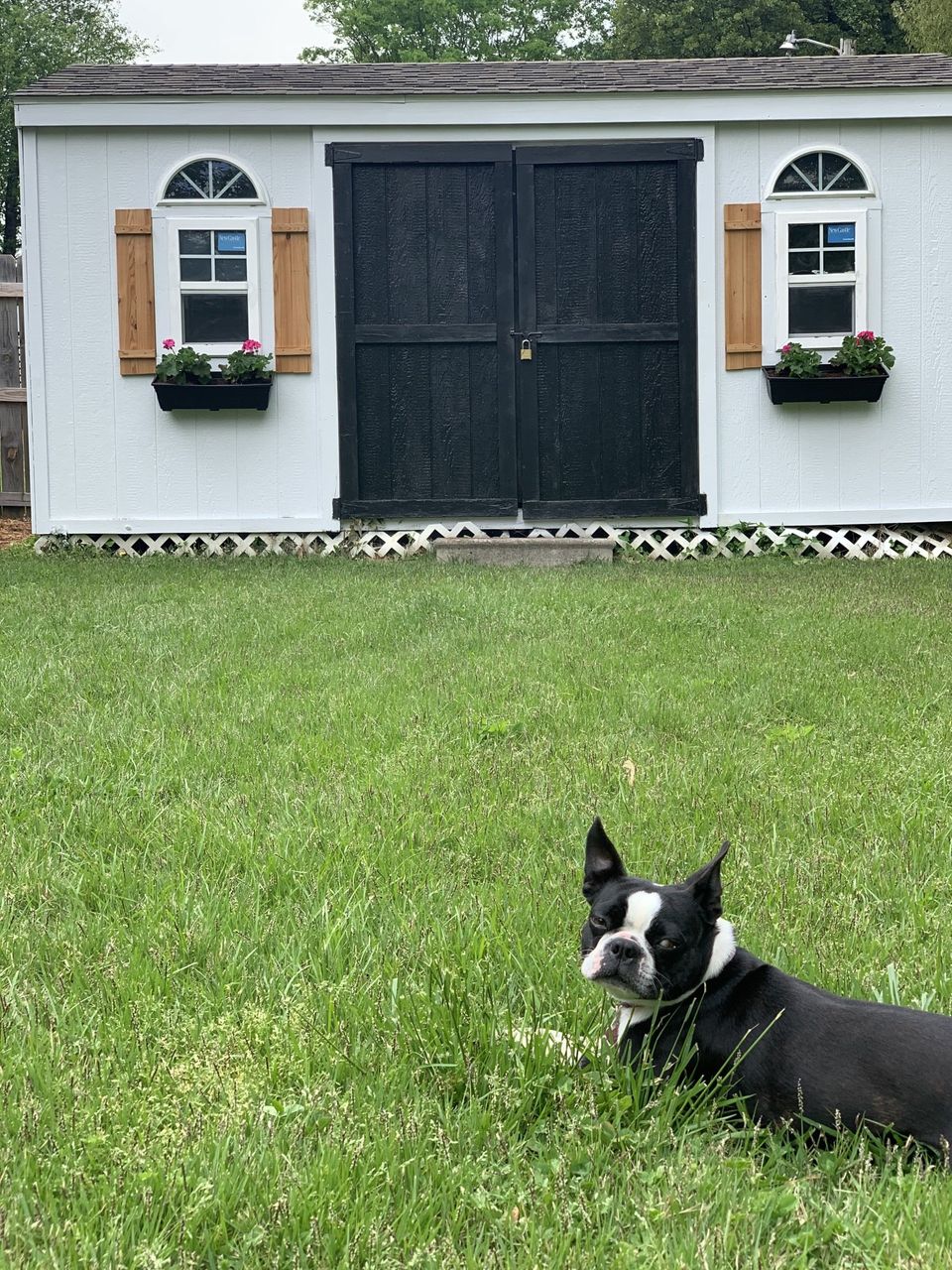 boston terrier in front of black and white shed