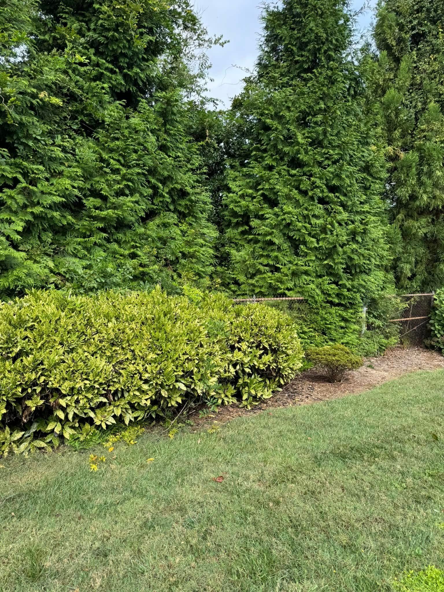 A backyard scene with a grassy lawn, a shrub border, and tall green trees.