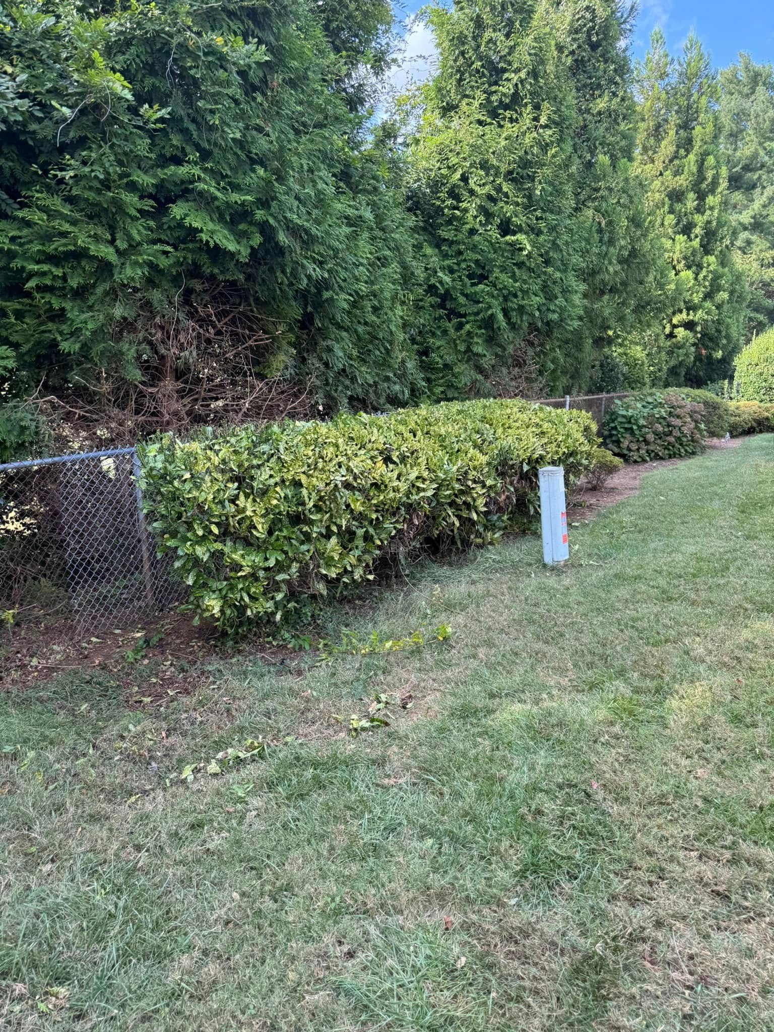 A chain-link fence separates a yard with green grass from a row of trimmed bushes. Green trees are in the background.