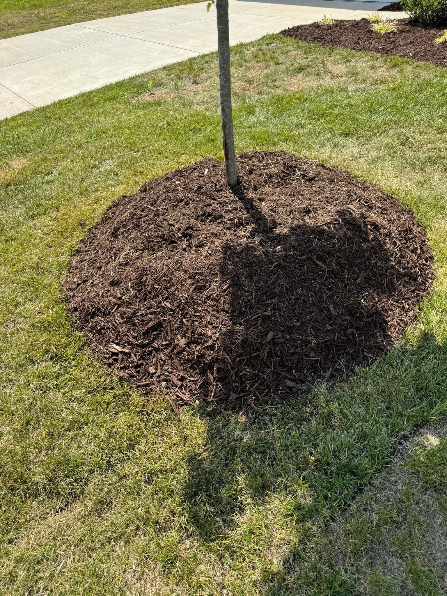 A young tree trunk surrounded by a circular bed of dark brown mulch in a grassy yard, near a sidewalk.