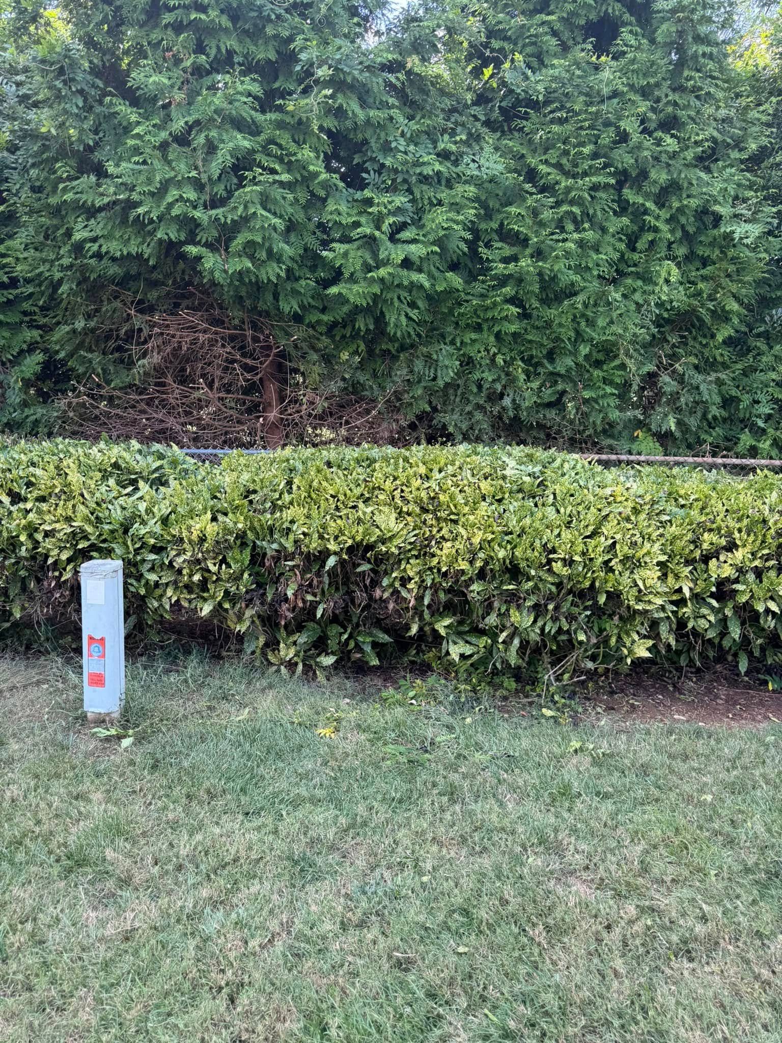 Green hedges and bushes with a section of dead plants in the middle, next to a grassy area and blue-grey post.