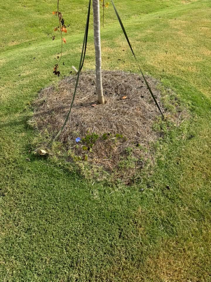 A young tree trunk is tied to stakes, surrounded by mulch. The scene is a grassy lawn.