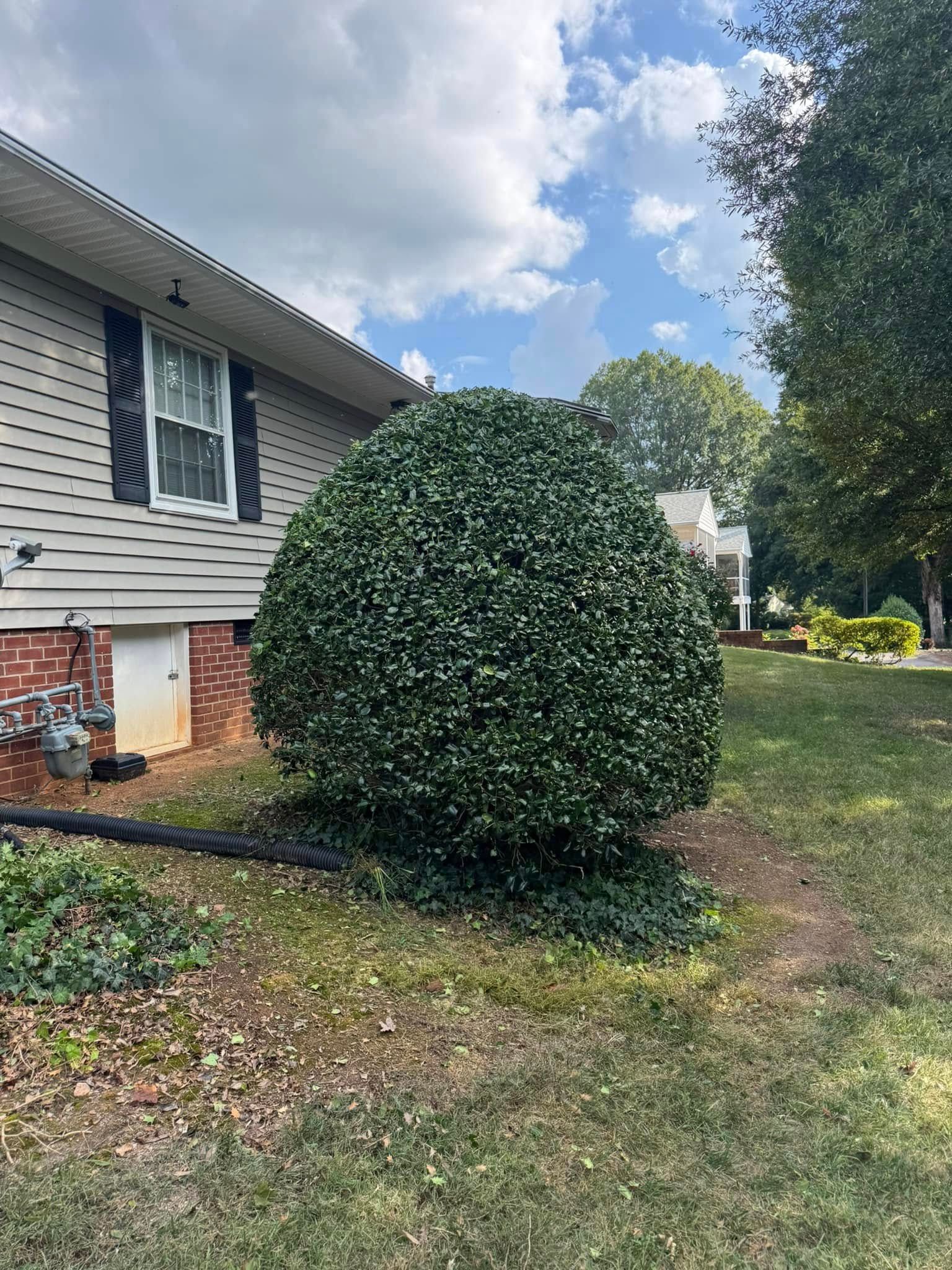 A large, round, green bush sits next to a house with gray siding. Cloudy blue sky in the background.