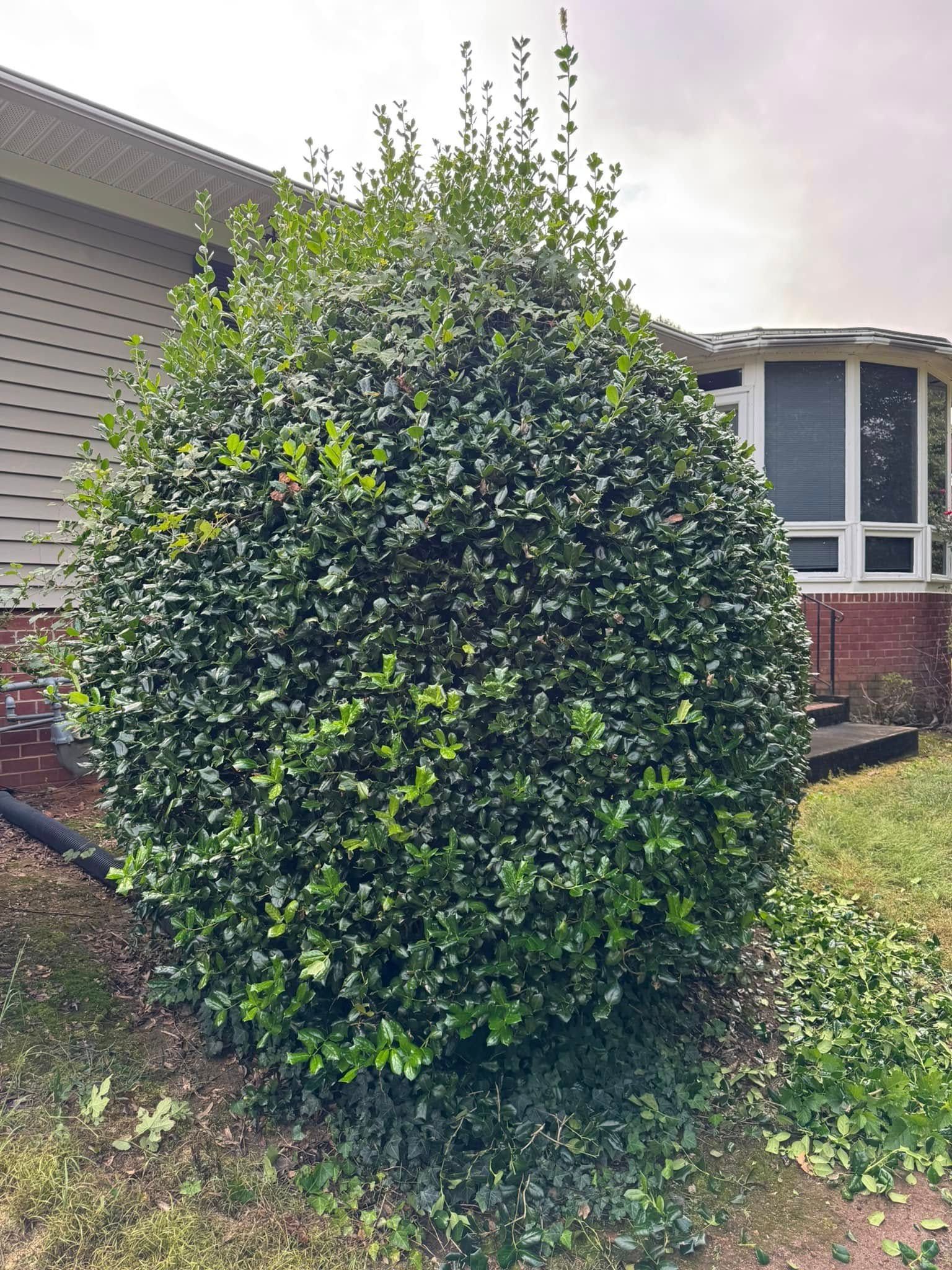 Large, rounded green bush in front of a house with white siding and a window. A smaller bush is to the right.