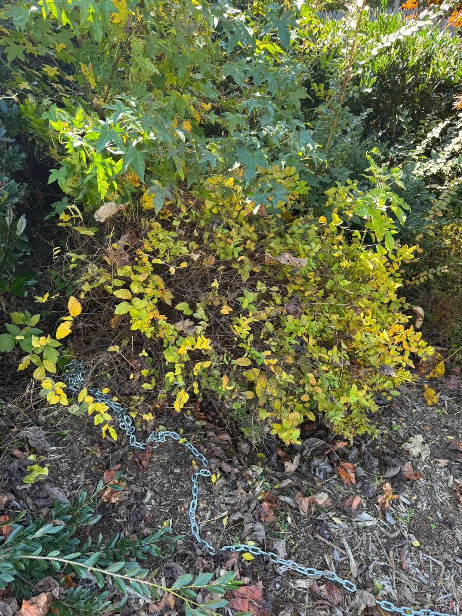 A shrub with yellowing leaves in a garden bed; the leaves are turning color in the fall season.