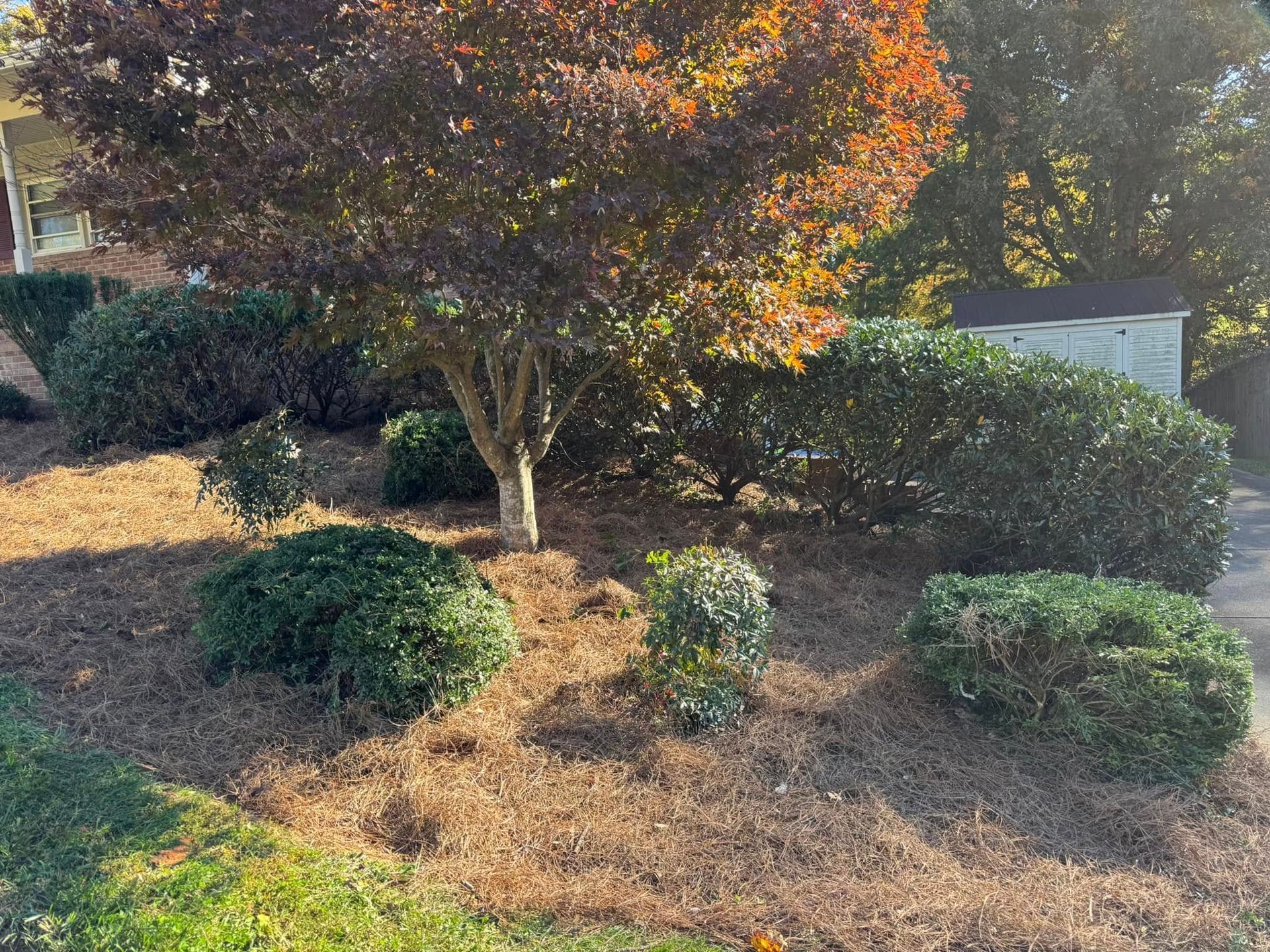 A landscaped yard featuring a tree with reddish-brown leaves and several green bushes, all surrounded by brown mulch.