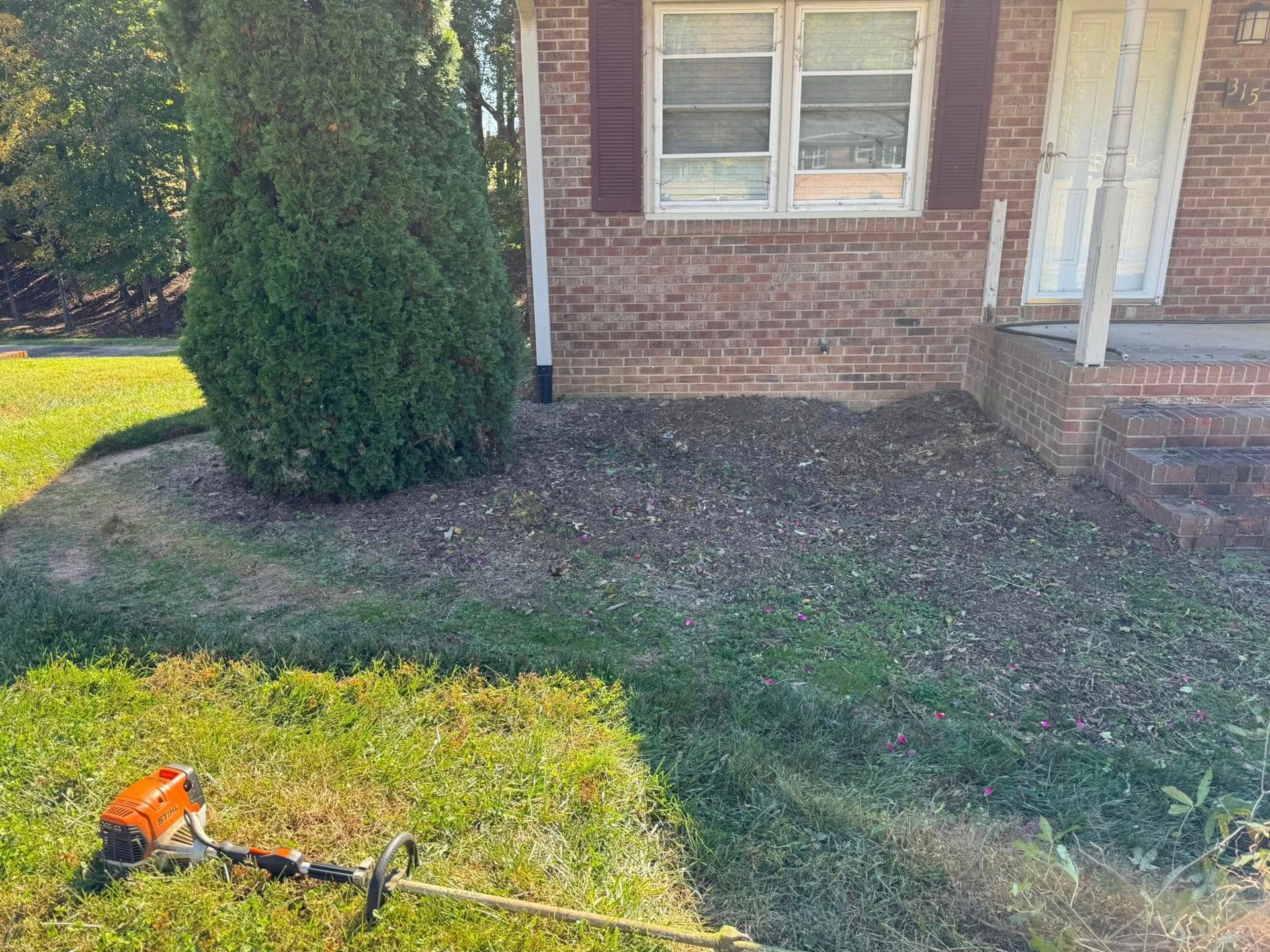 A string trimmer lies on grass near a brick house with a trimmed bed. Mulch covers the area around a large evergreen tree.