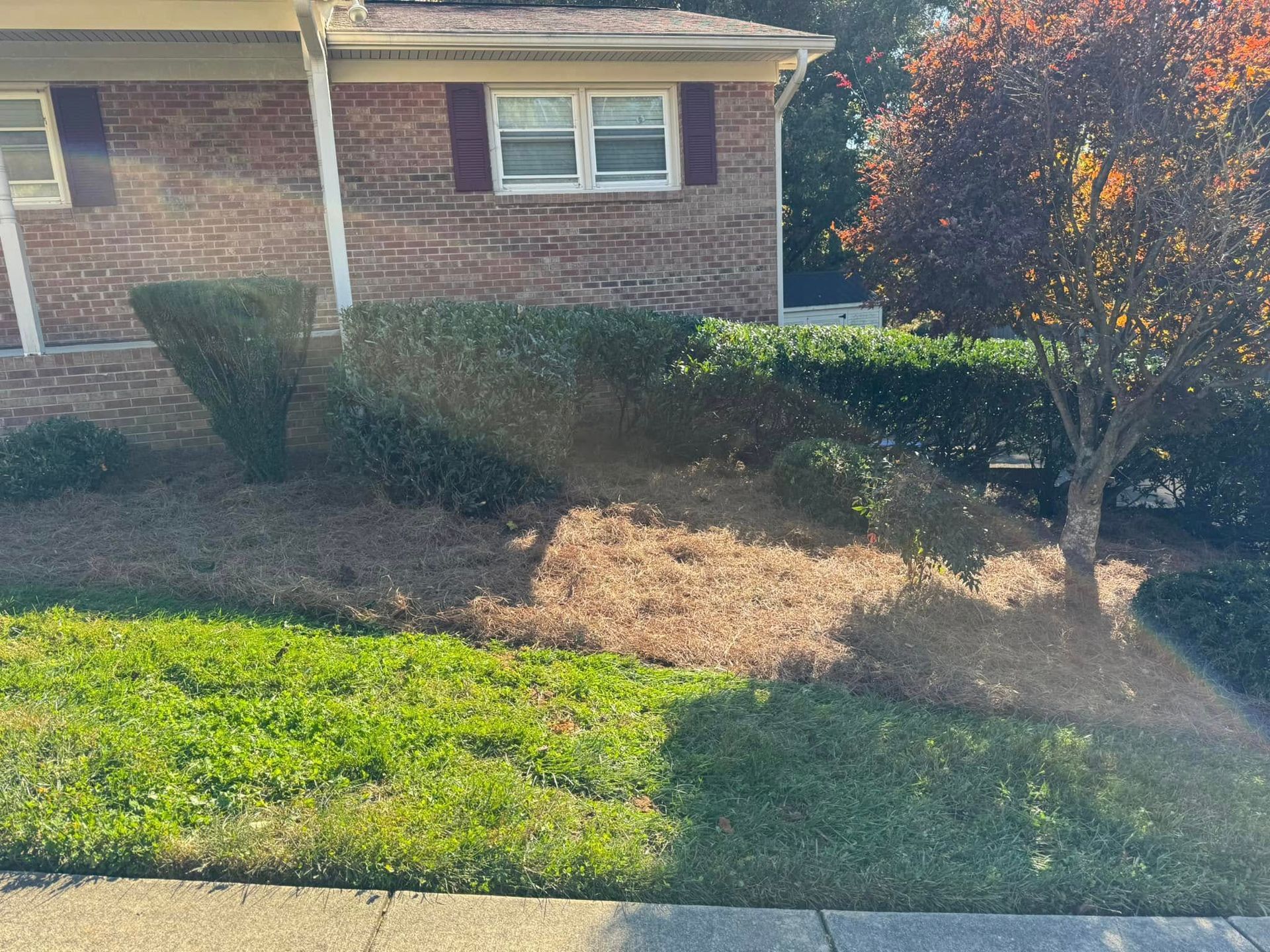 A house with a brick facade, green bushes, and brown mulch in the yard; a tree with red leaves is on the right.