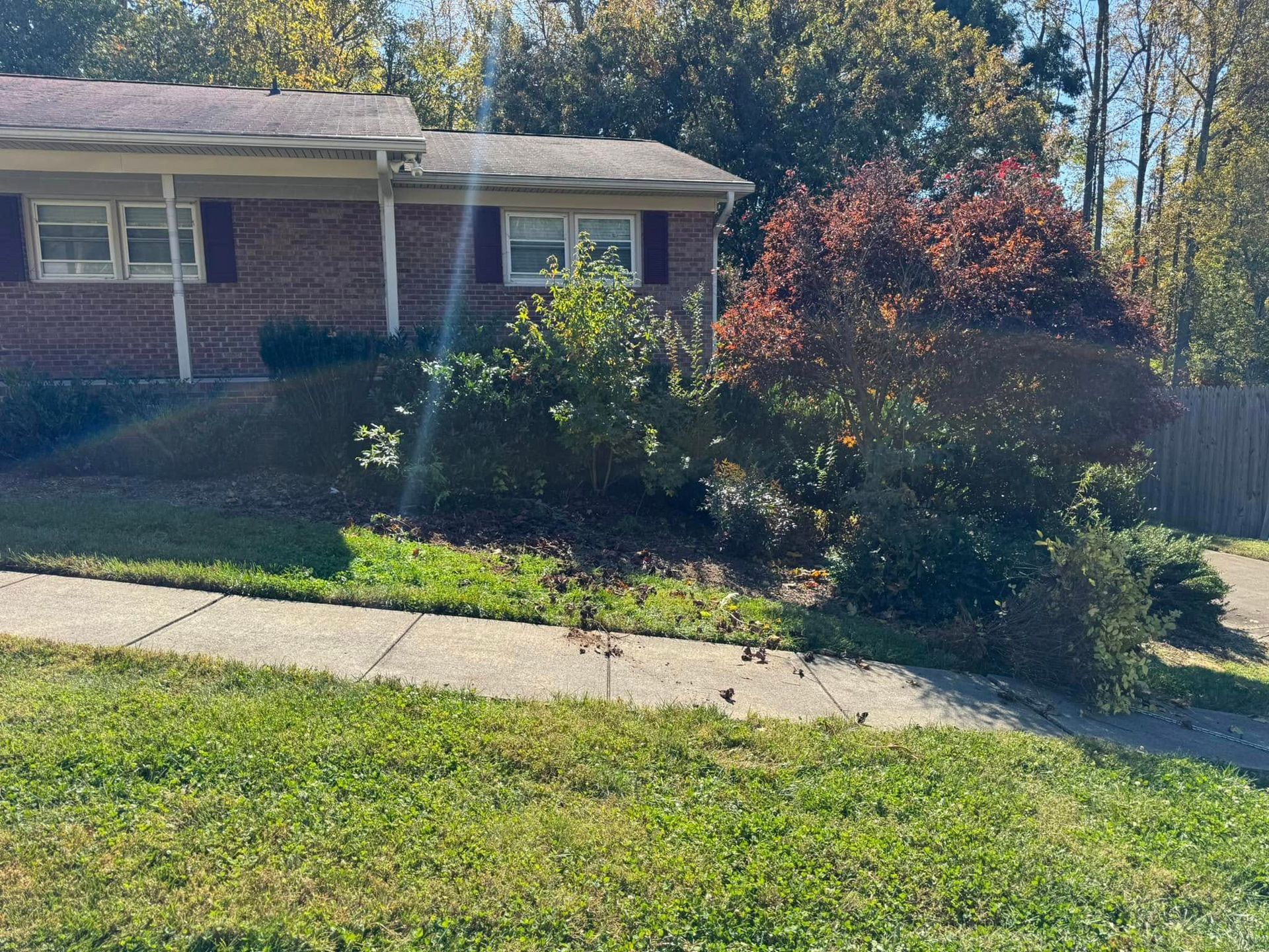 A brick house with overgrown bushes in front and a sidewalk. Sunlight streams through the trees.