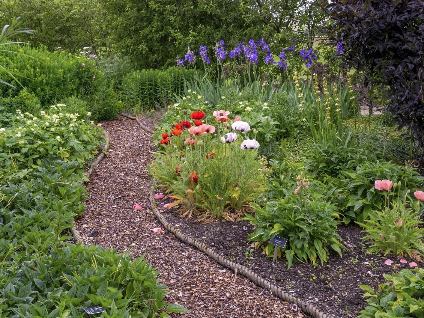 A meandering garden path surrounded by colorful flowers, leading towards a backdrop of purple irises and greenery.