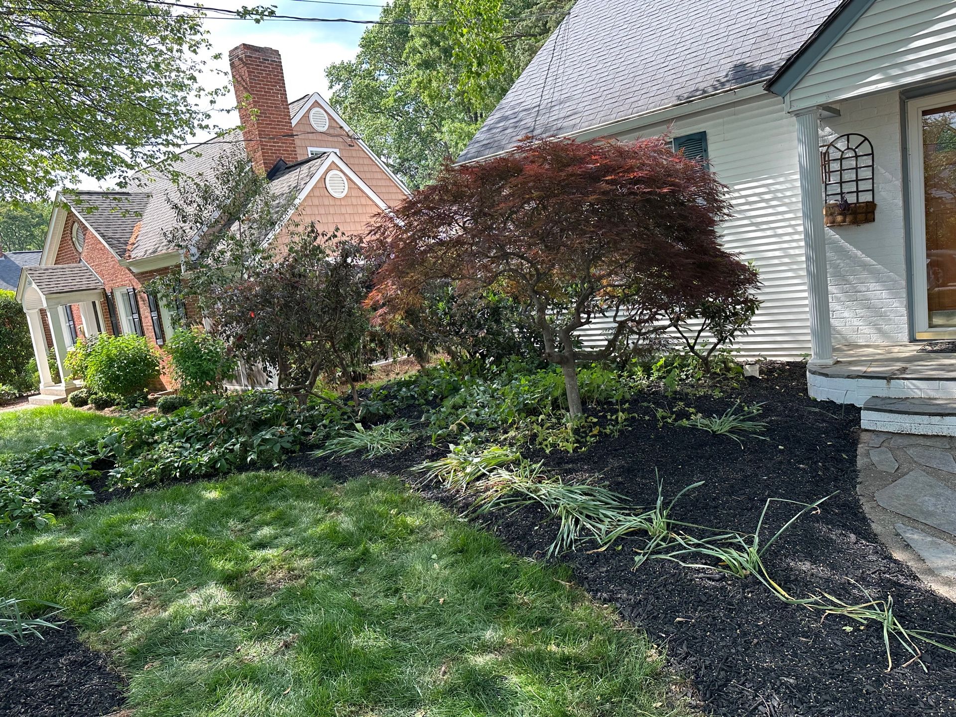 A house with a vibrant Japanese maple tree in its front yard. Lush greenery and dark mulch border the lawn.
