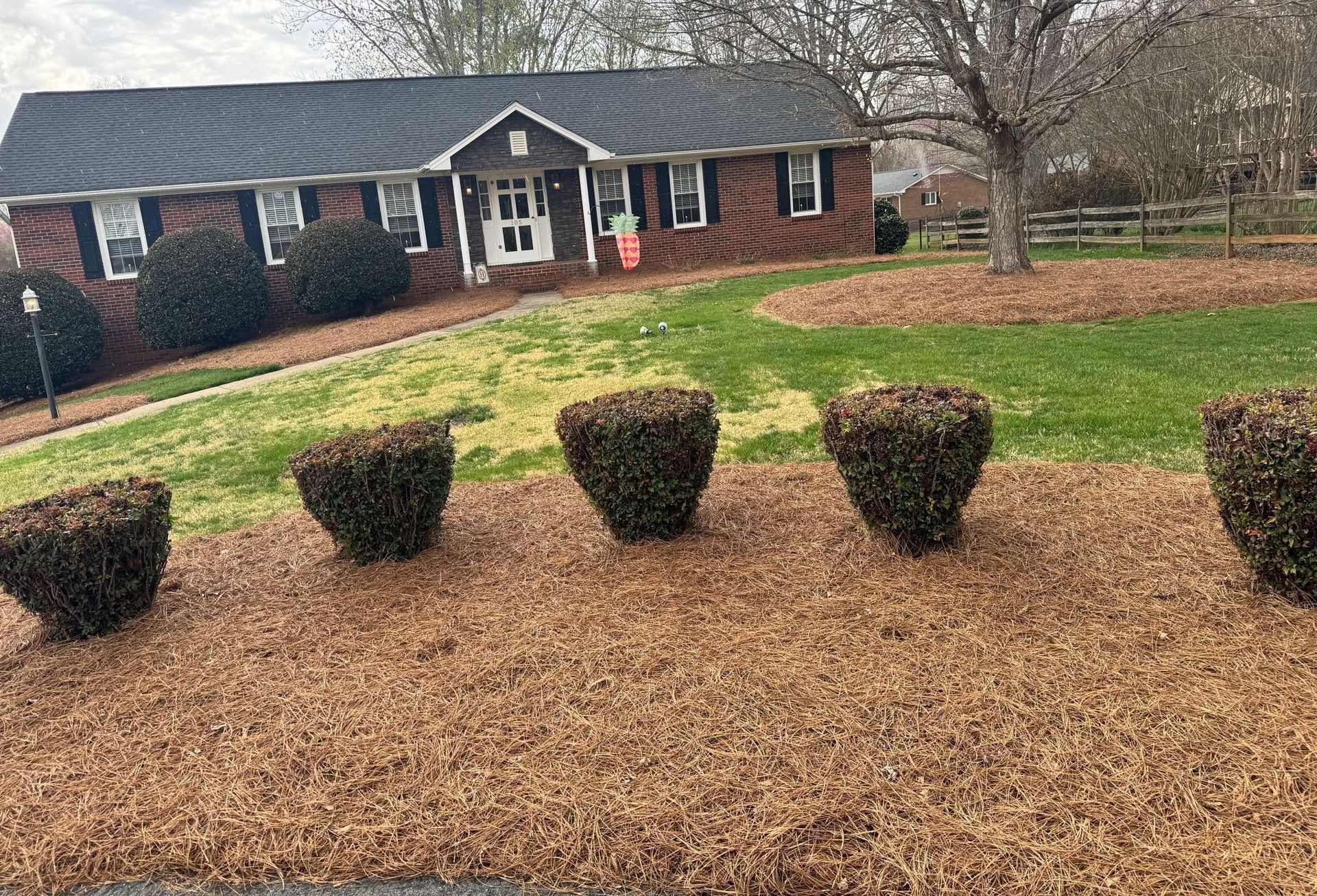 A brick house with a lawn, mulched bed with several trimmed bushes. Brown pine needles are scattered around the bushes.