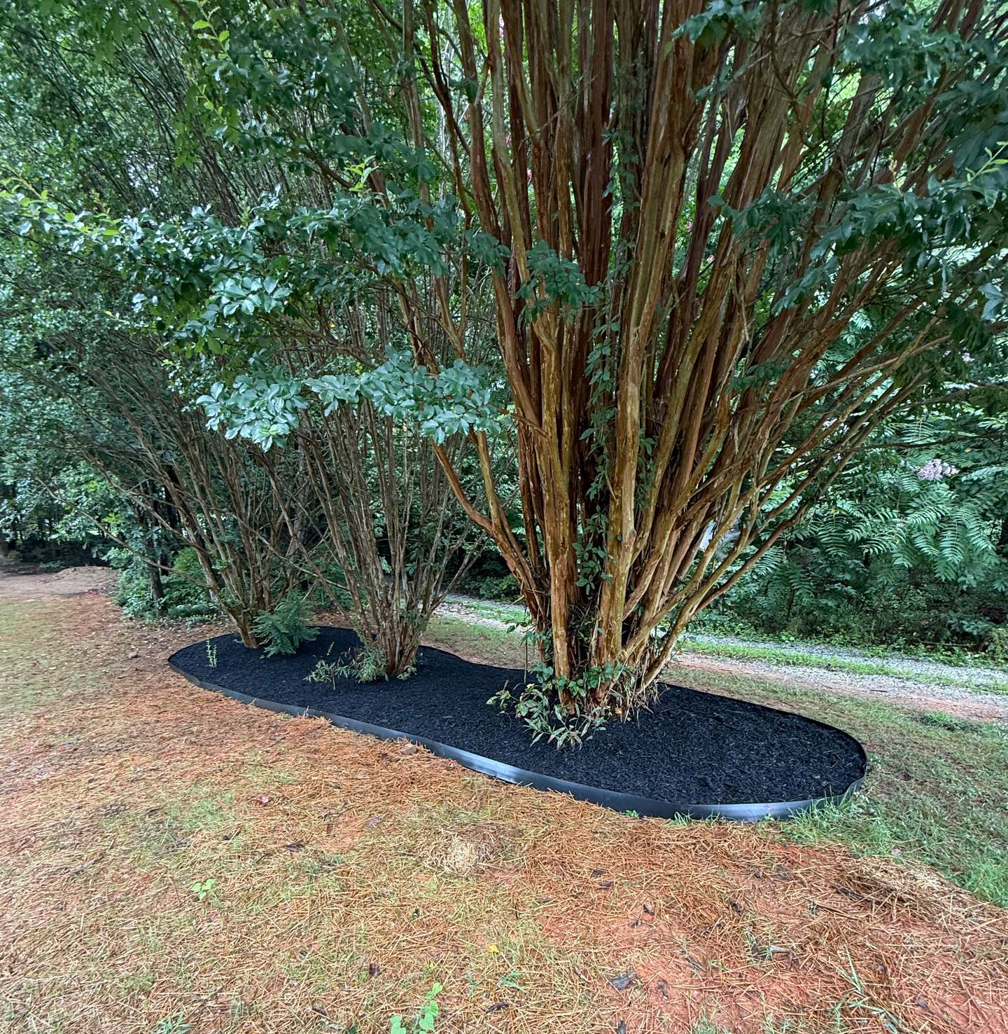 Gloved hands spreading brown mulch around plants with pink flowers in a garden bed.