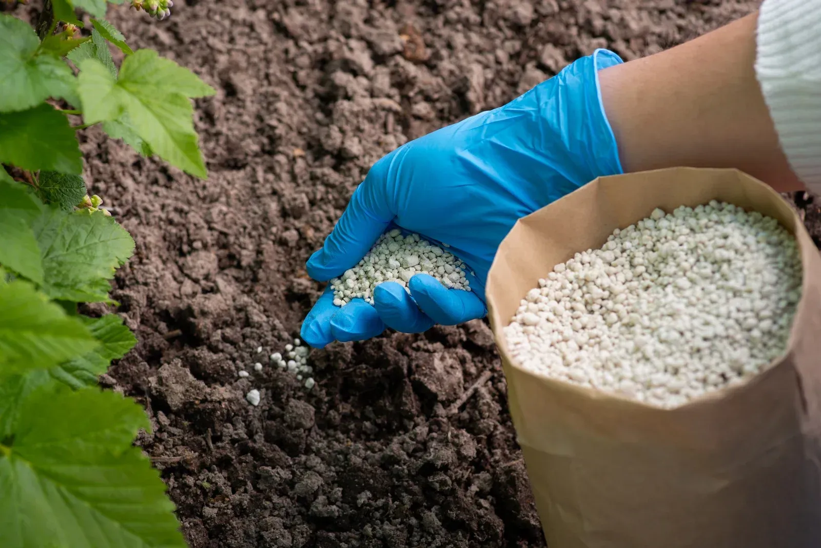 Person in blue gloves spreading granular fertilizer onto brown soil from a brown paper bag.