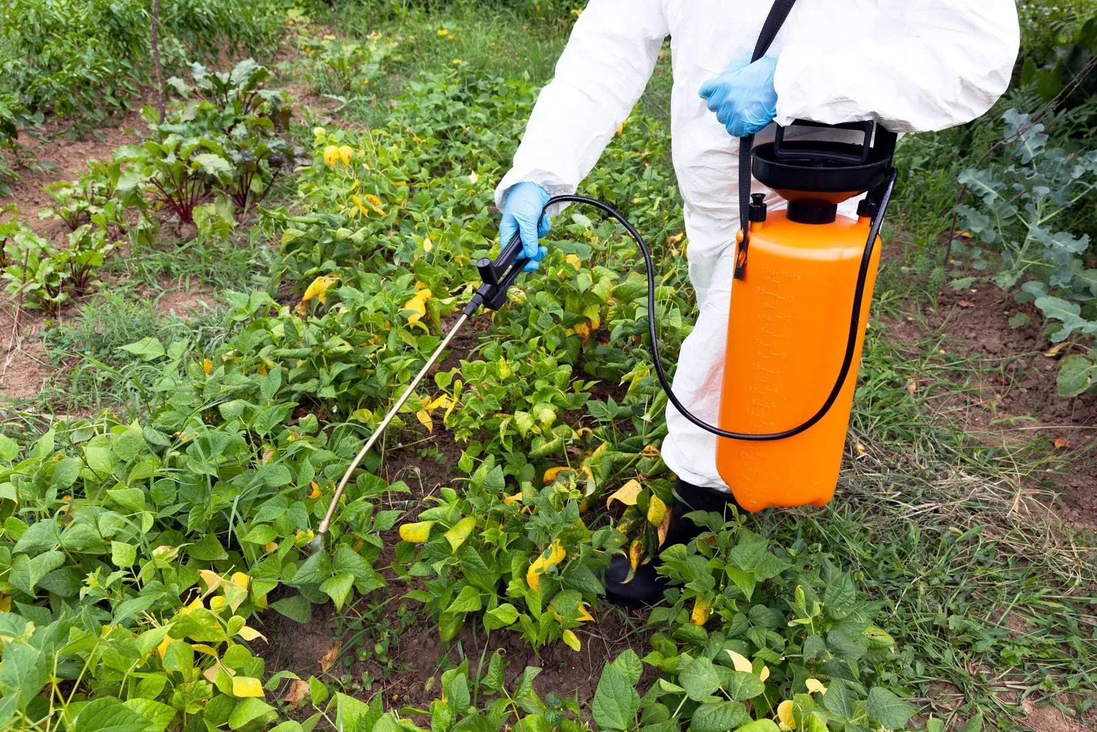 Person in protective suit spraying crops in a garden with an orange tank sprayer.